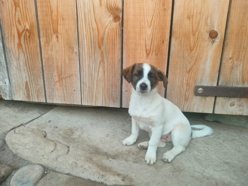 MADRI sucht ein Zuhause MADRI sucht ein Zuhause