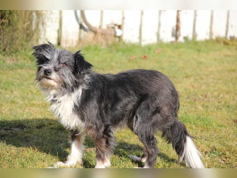 BOARU sucht ein Zuhause