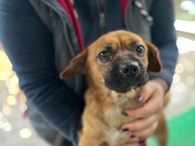 THEMBI sucht ein Zuhause