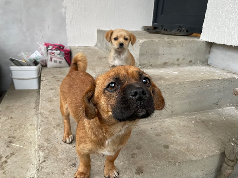 THEMBI sucht ein Zuhause