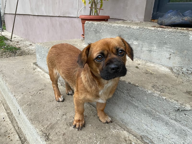 THEMBI sucht ein Zuhause