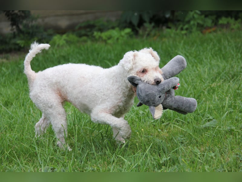 LEXY sucht ein Zuhause LEXY sucht ein Zuhause