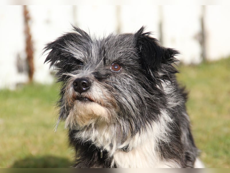 BOARU sucht ein Zuhause