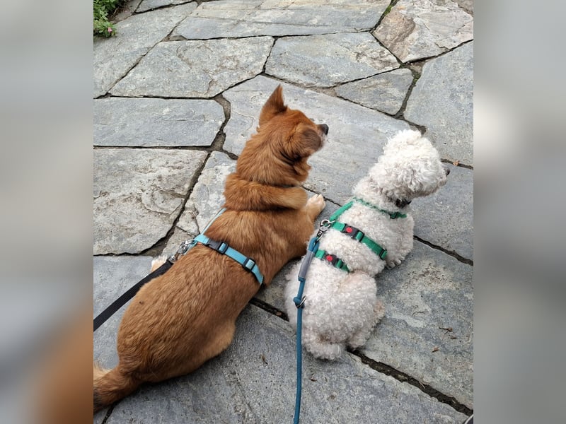 LEXY sucht ein Zuhause LEXY sucht ein Zuhause