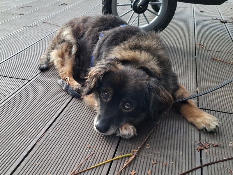 FRODO sucht ein Zuhause FRODO sucht ein Zuhause