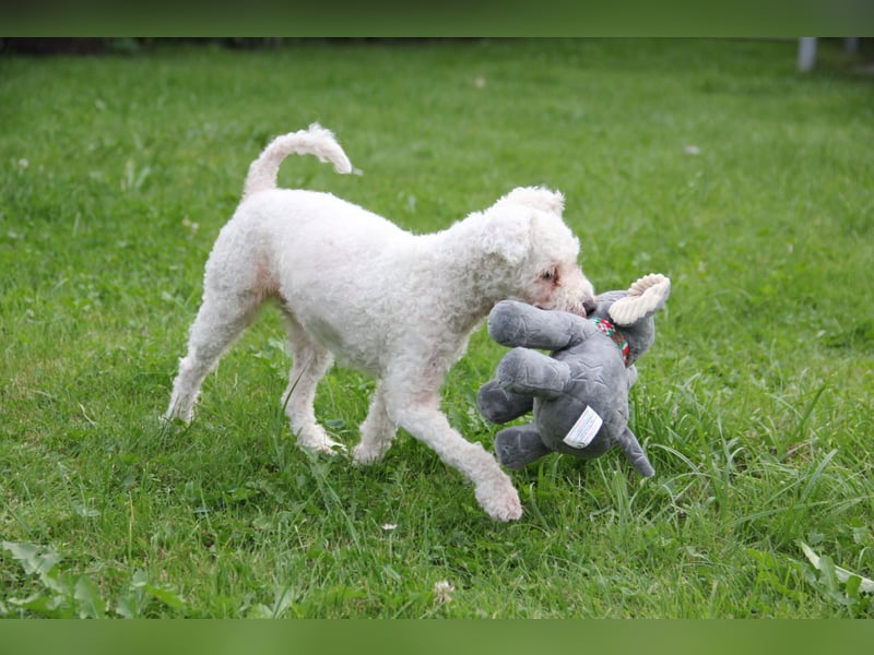 LEXY sucht ein Zuhause LEXY sucht ein Zuhause