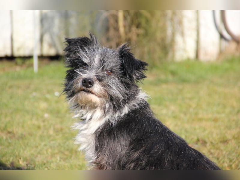 BOARU sucht ein Zuhause