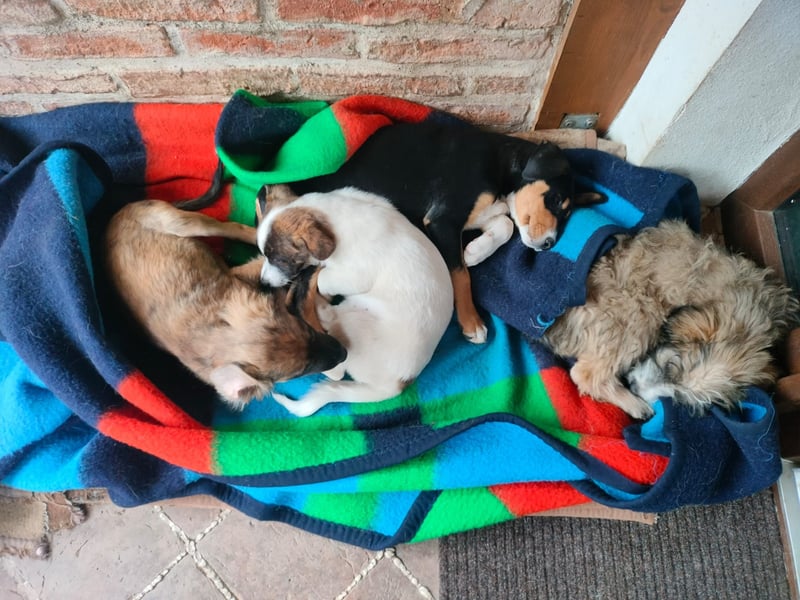 MADRI sucht ein Zuhause MADRI sucht ein Zuhause