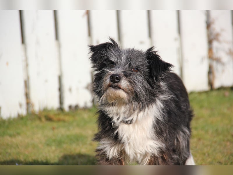 BOARU sucht ein Zuhause