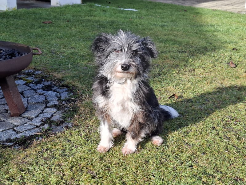 BOARU sucht ein Zuhause