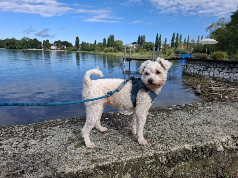 LEXY sucht ein Zuhause LEXY sucht ein Zuhause