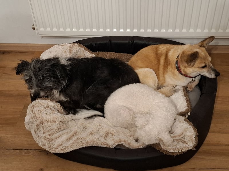 BOARU sucht ein Zuhause