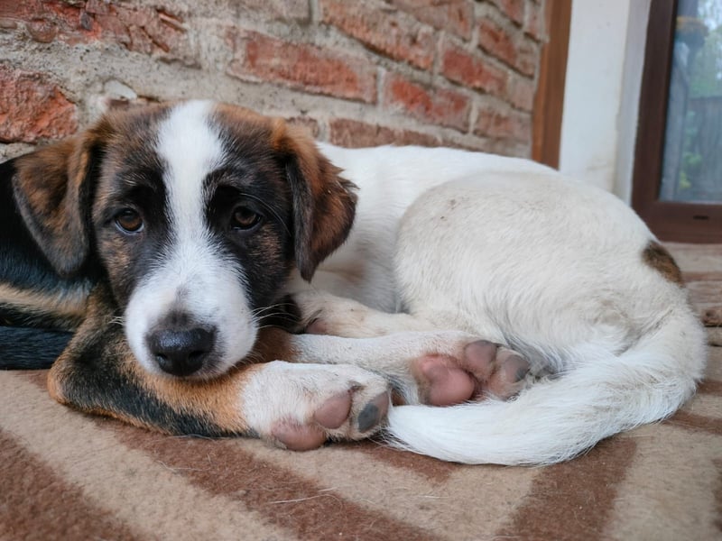 MADRI sucht ein Zuhause MADRI sucht ein Zuhause