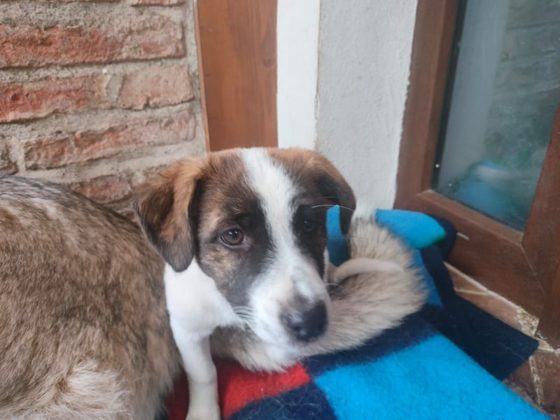 MADRI sucht ein Zuhause MADRI sucht ein Zuhause