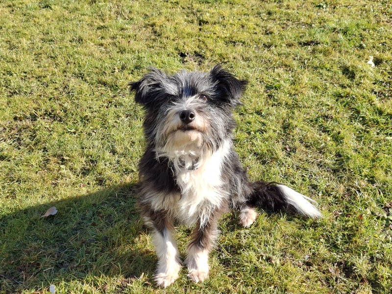 BOARU sucht ein Zuhause