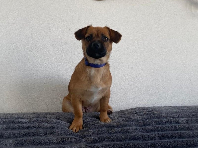 THEMBI sucht ein Zuhause