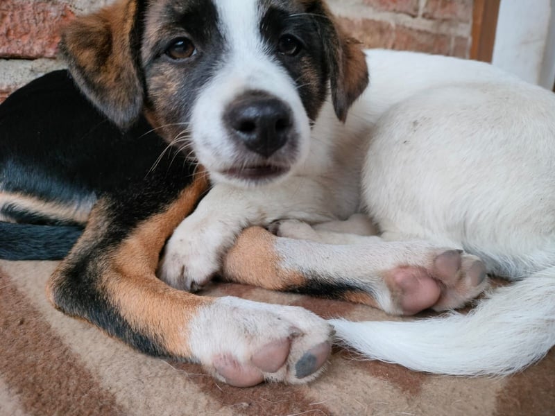 MADRI sucht ein Zuhause MADRI sucht ein Zuhause