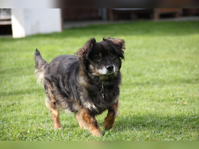 FRODO sucht ein Zuhause FRODO sucht ein Zuhause