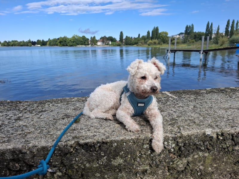 LEXY sucht ein Zuhause LEXY sucht ein Zuhause