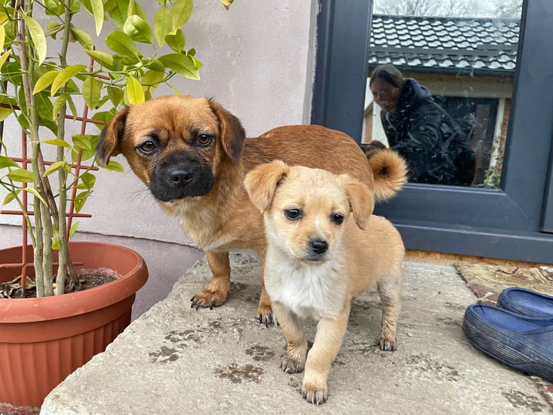 THEMBI sucht ein Zuhause