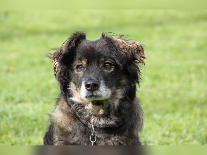 FRODO sucht ein Zuhause FRODO sucht ein Zuhause