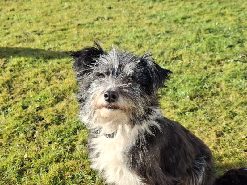 BOARU sucht ein Zuhause