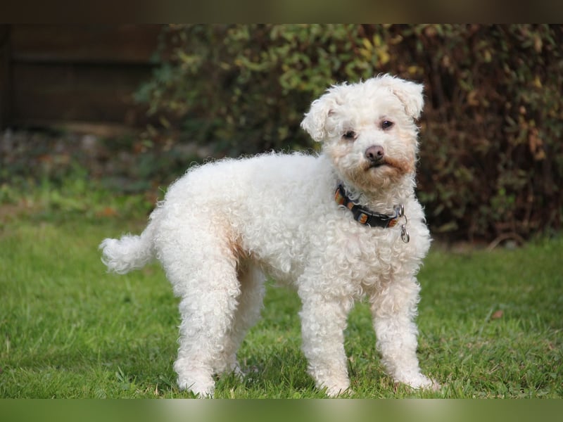 LEXY sucht ein Zuhause LEXY sucht ein Zuhause