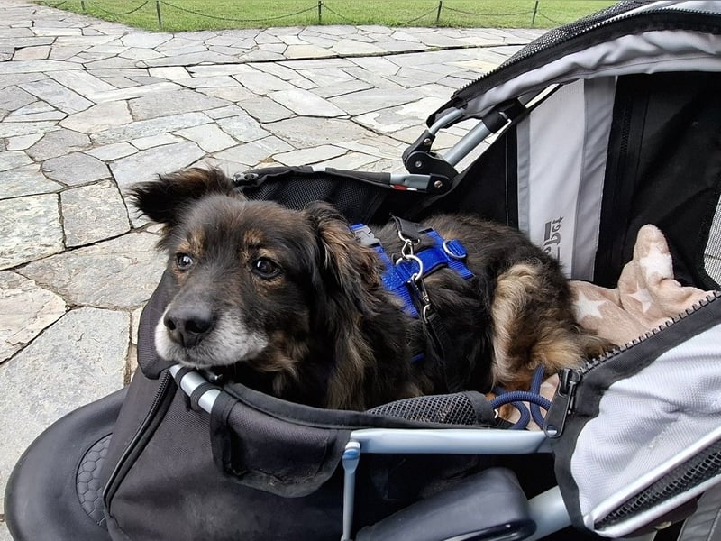 FRODO sucht ein Zuhause FRODO sucht ein Zuhause