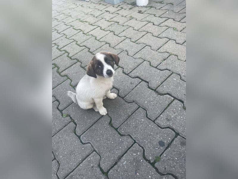 MADRI sucht ein Zuhause MADRI sucht ein Zuhause