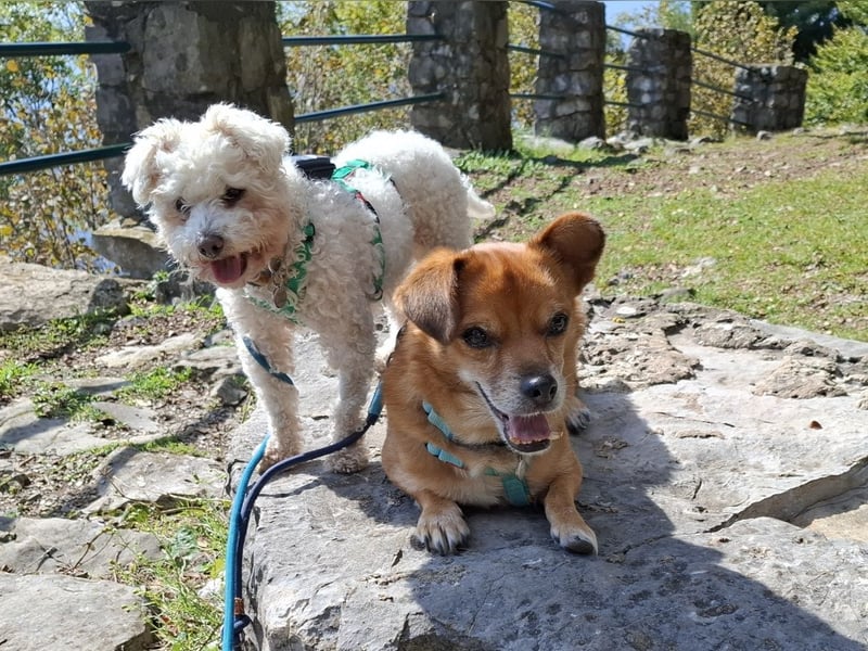 LEXY sucht ein Zuhause LEXY sucht ein Zuhause