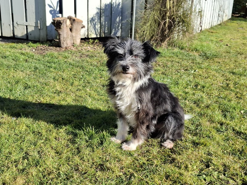 BOARU sucht ein Zuhause