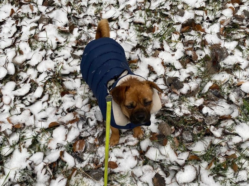 THEMBI sucht ein Zuhause