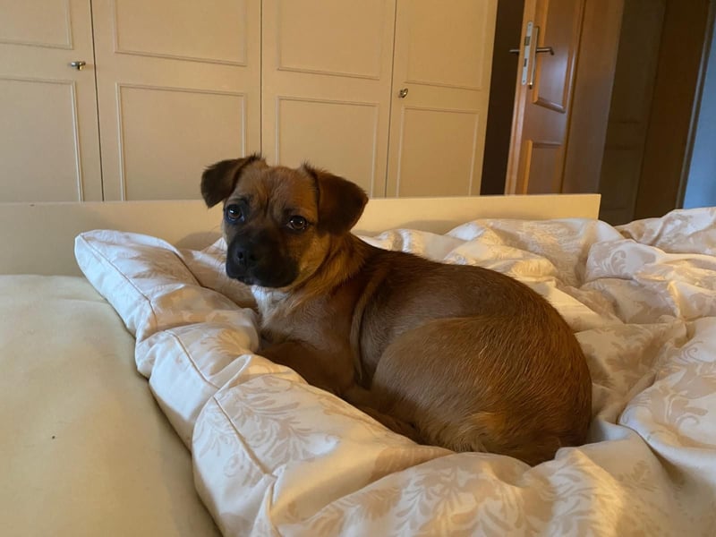 THEMBI sucht ein Zuhause