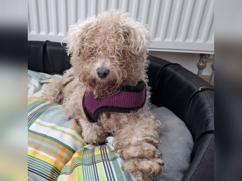 LEXY sucht ein Zuhause LEXY sucht ein Zuhause