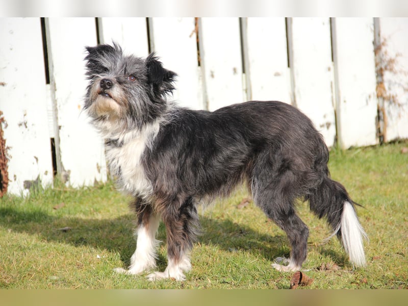 BOARU sucht ein Zuhause