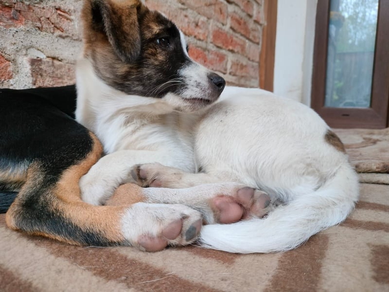 MADRI sucht ein Zuhause MADRI sucht ein Zuhause