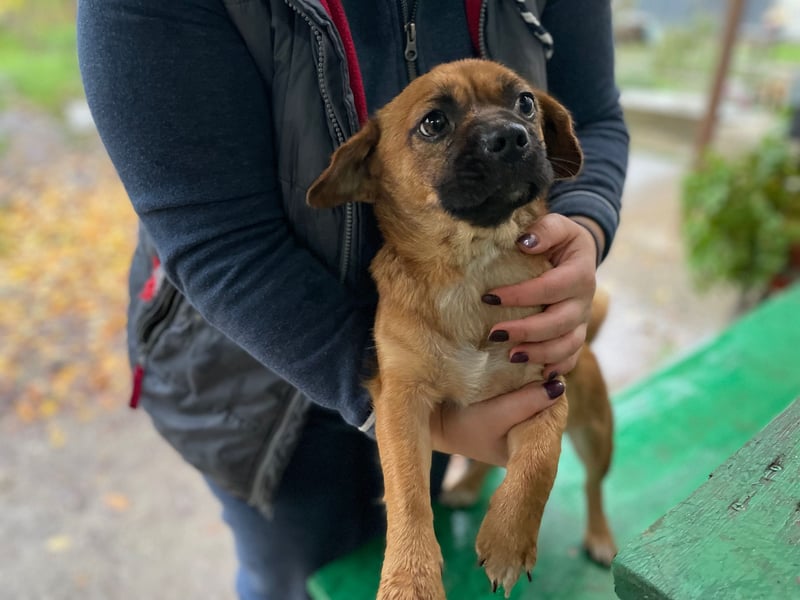 THEMBI sucht ein Zuhause