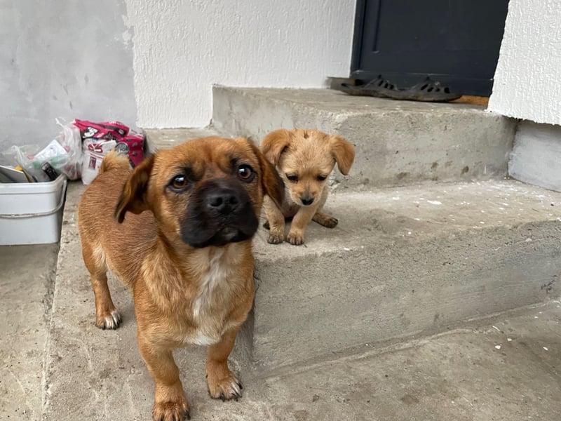 THEMBI sucht ein Zuhause