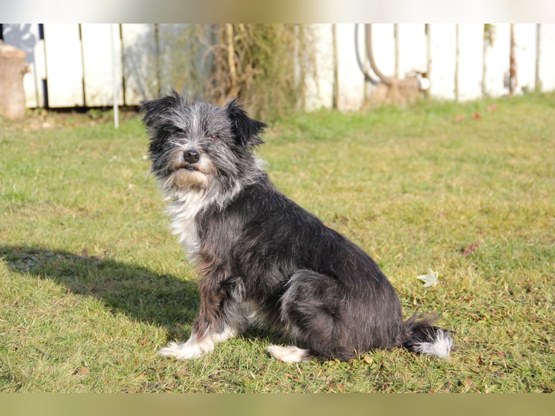 BOARU sucht ein Zuhause