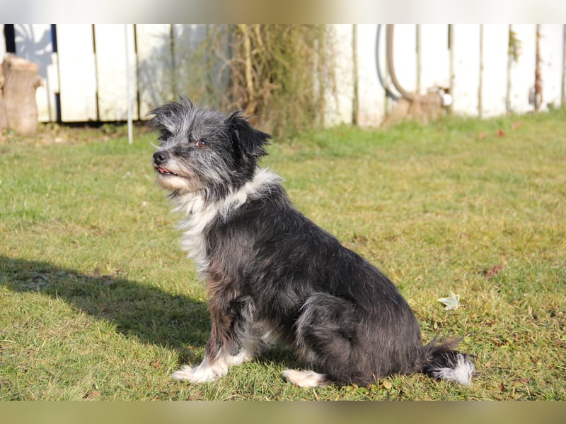 BOARU sucht ein Zuhause