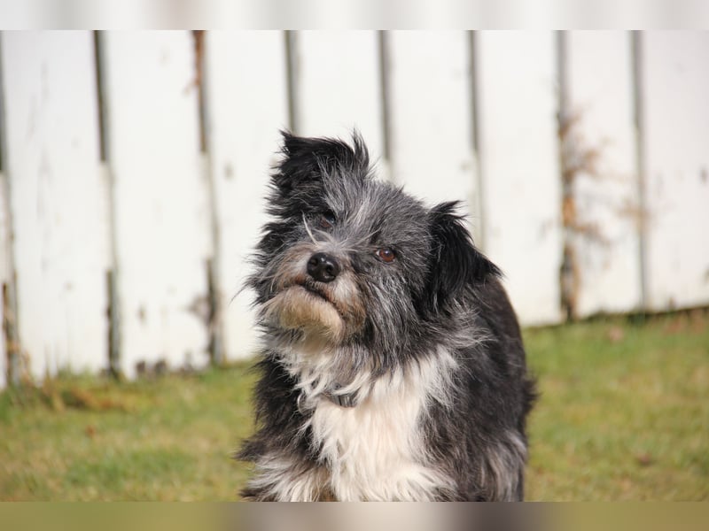 BOARU sucht ein Zuhause