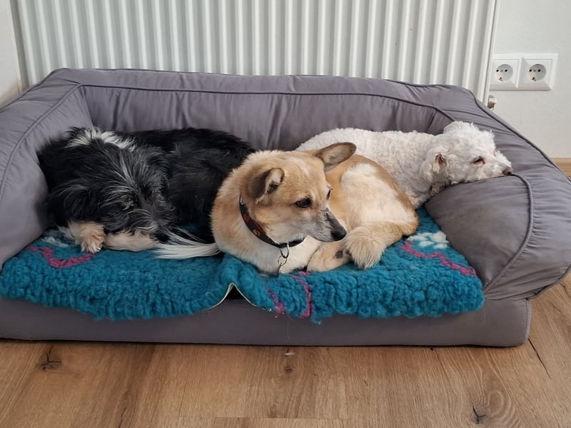 BOARU sucht ein Zuhause