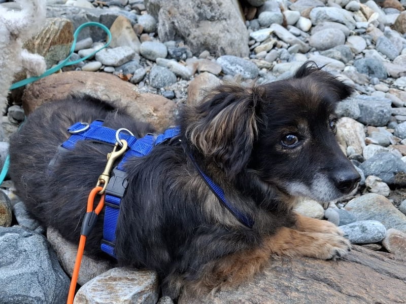 FRODO sucht ein Zuhause FRODO sucht ein Zuhause