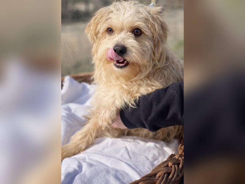 Lumi(/Pityu) - Sensibler Hundejunge Lumi sucht sein Für-Immer-Zuhause- auf PS 21406 Melbeck!