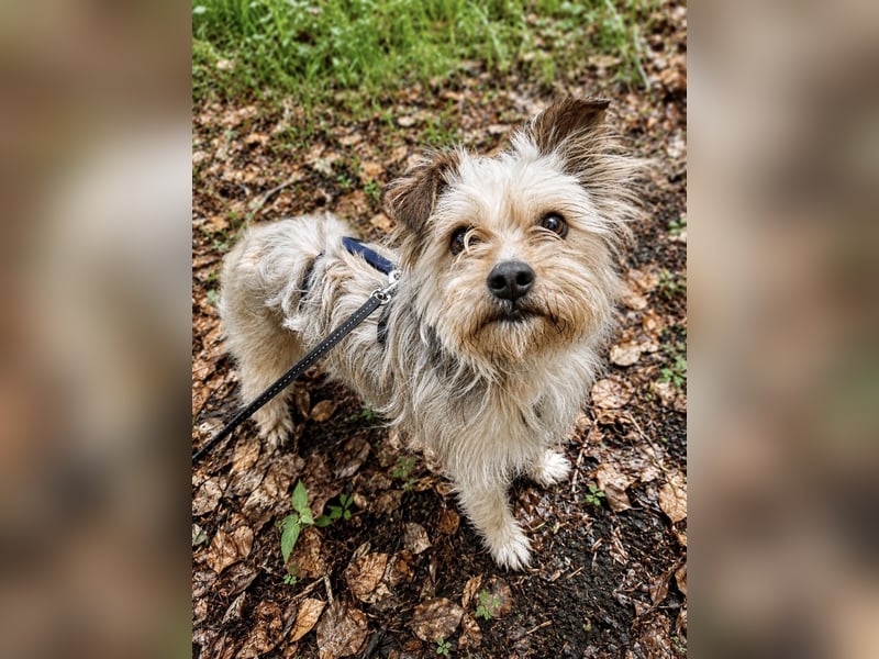 Lumi(/Pityu) - Sensibler Hundejunge Lumi sucht sein Für-Immer-Zuhause- auf PS 21406 Melbeck!