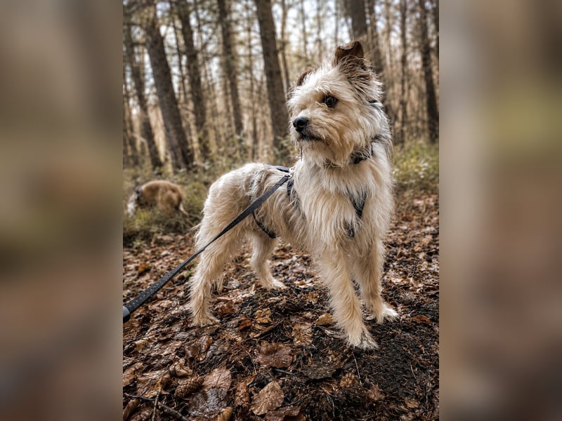 Lumi(/Pityu) - Sensibler Hundejunge Lumi sucht sein Für-Immer-Zuhause- auf PS 21406 Melbeck!