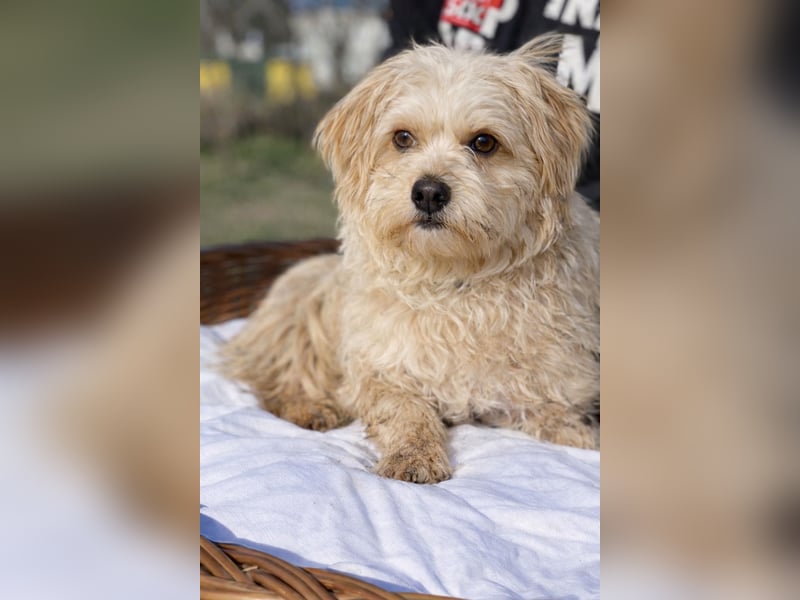 Lumi(/Pityu) - Sensibler Hundejunge Lumi sucht sein Für-Immer-Zuhause- auf PS 21406 Melbeck!