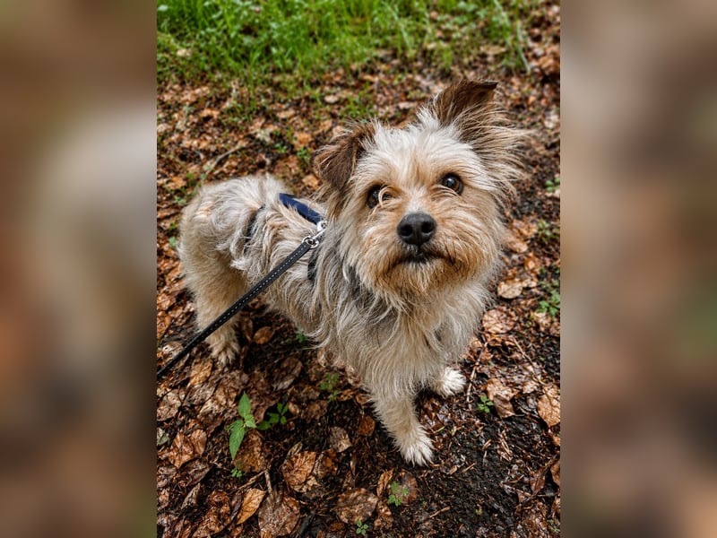 Lumi(/Pityu) - Sensibler Hundejunge Lumi sucht sein Für-Immer-Zuhause- auf PS 21406 Melbeck!