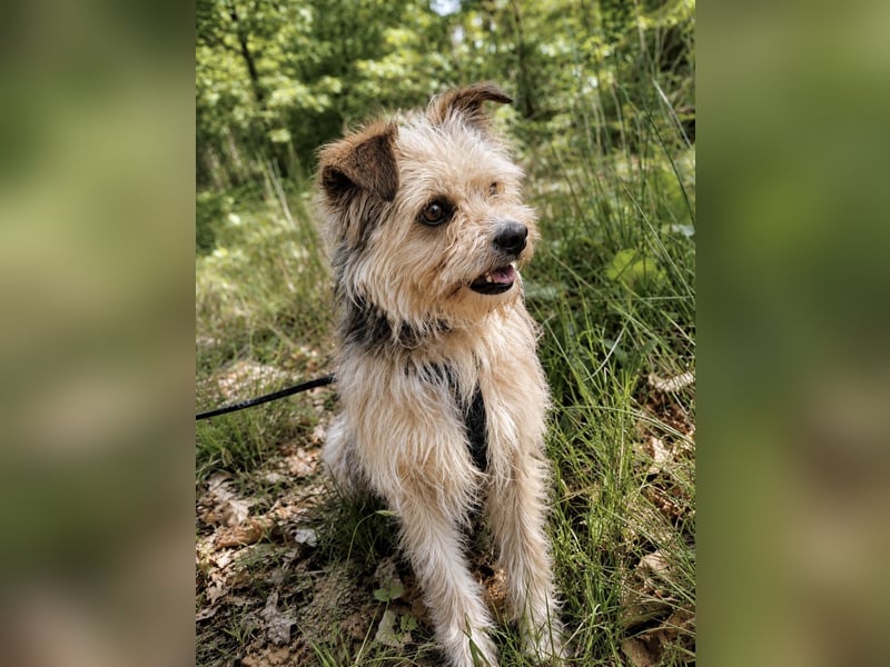 Lumi(/Pityu) - Sensibler Hundejunge Lumi sucht sein Für-Immer-Zuhause- auf PS 21406 Melbeck!