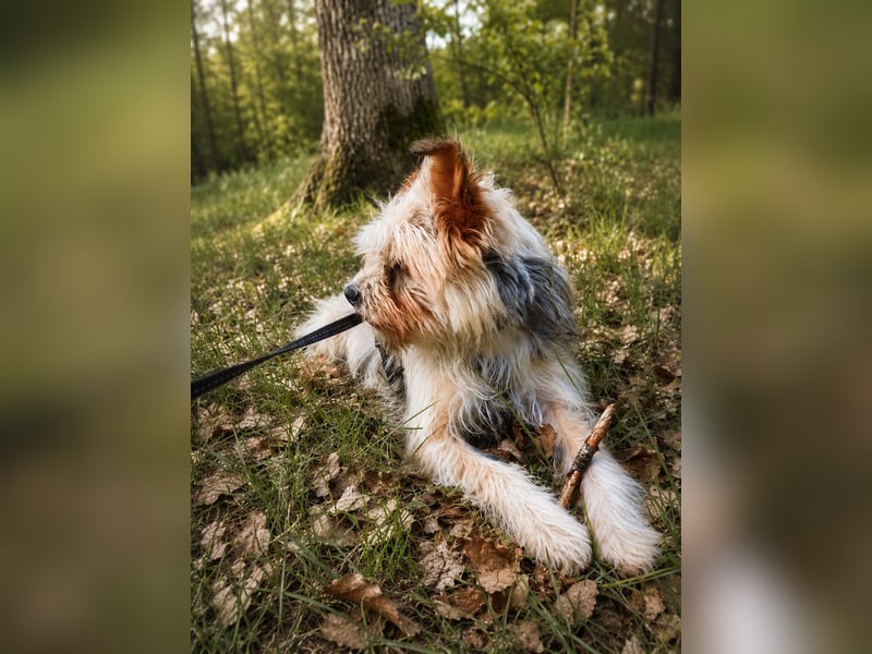 Lumi(/Pityu) - Sensibler Hundejunge Lumi sucht sein Für-Immer-Zuhause- auf PS 21406 Melbeck!
